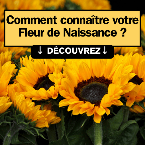 Comment Connaître sa Fleur de Naissance ?